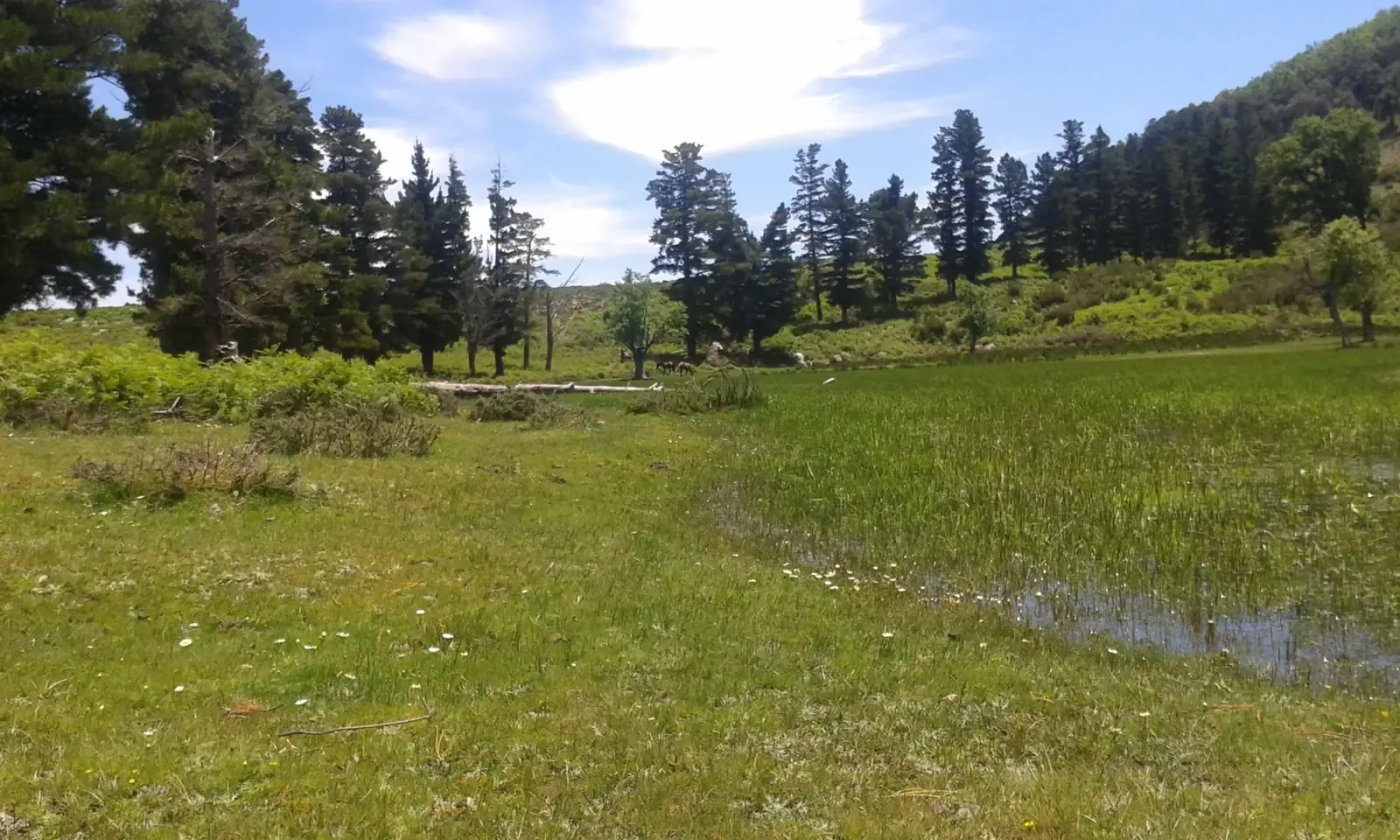 The dense Bouhachem forests on mountain slopes in northern Morocco