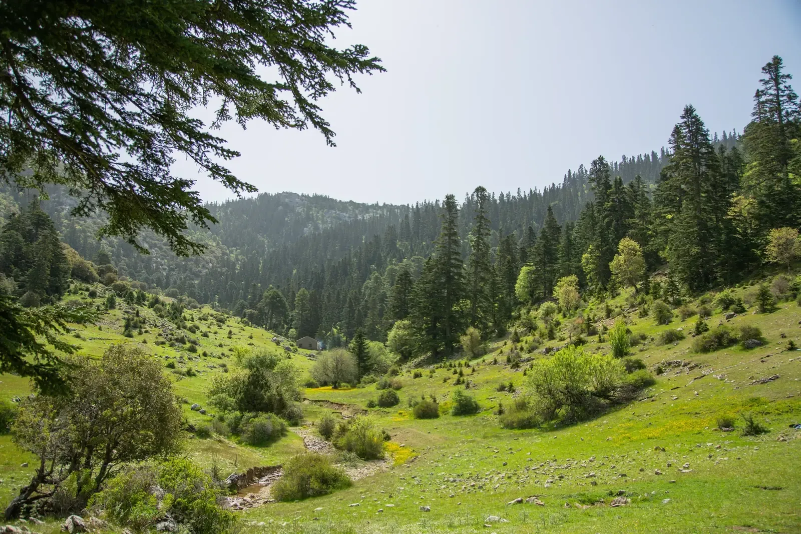 Mountains and forests of Talassemtane National Park, Chefchaouen province
