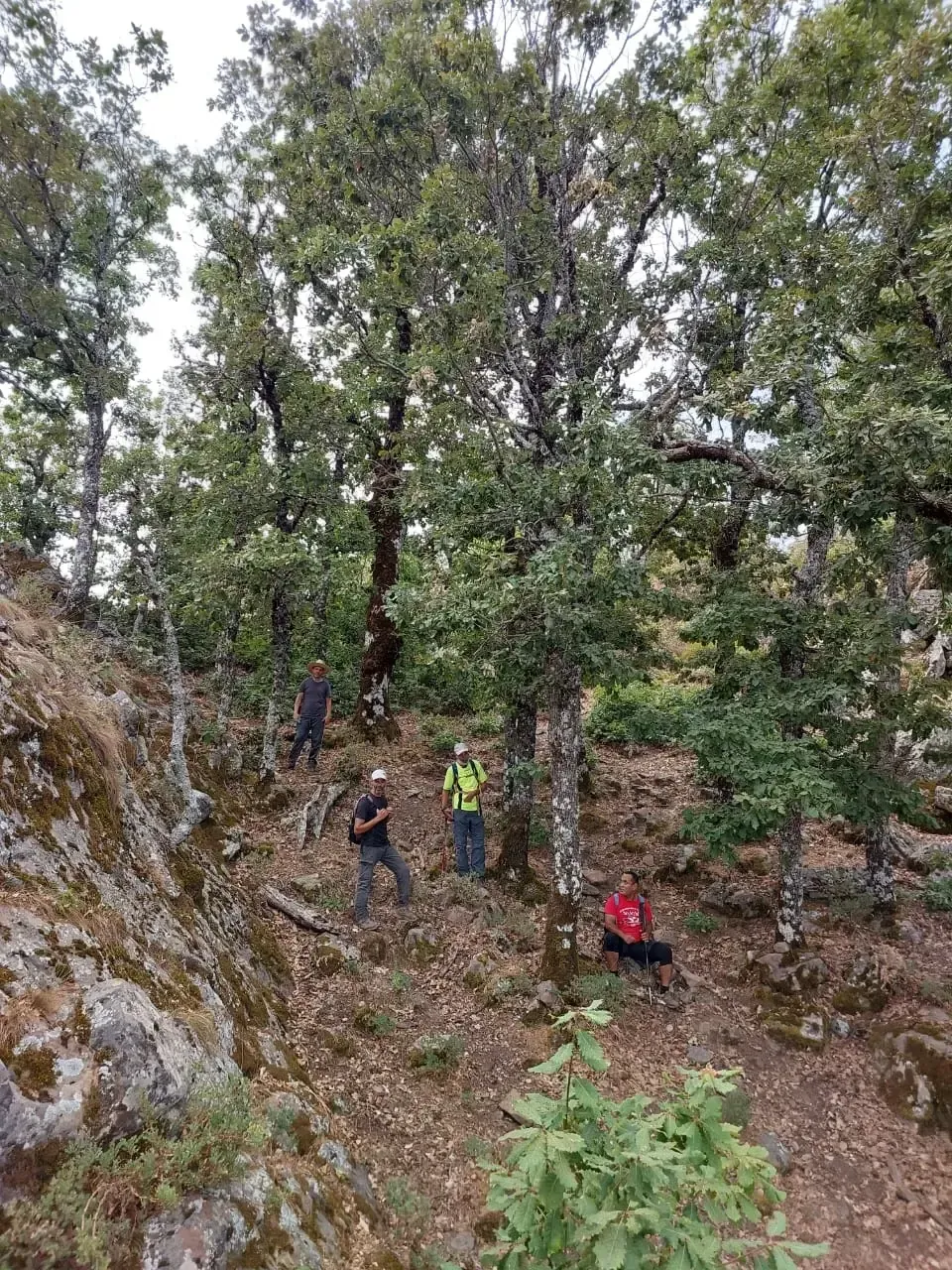 A group of hikers walking down a path through an oak forest with guide Imad Ben Yahya